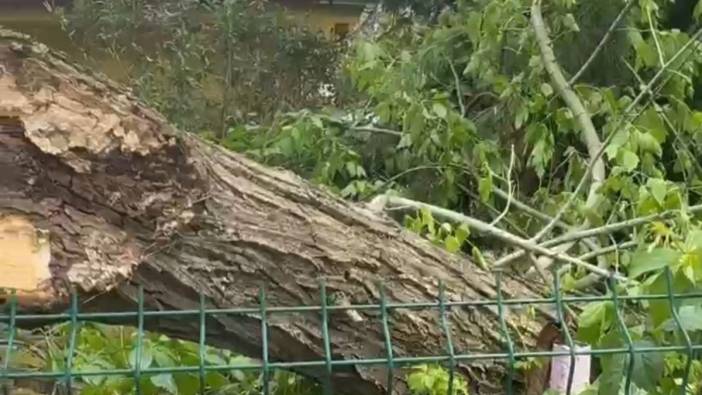 Kurtalan'da fırtına ağaçları devirdi