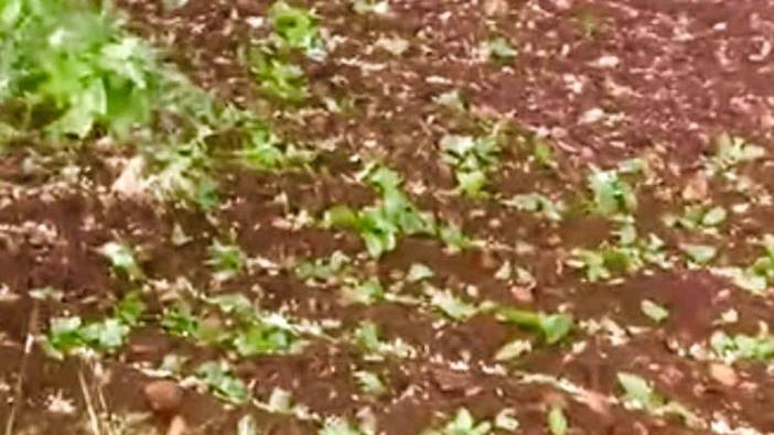 Araban'da dolu yağışı