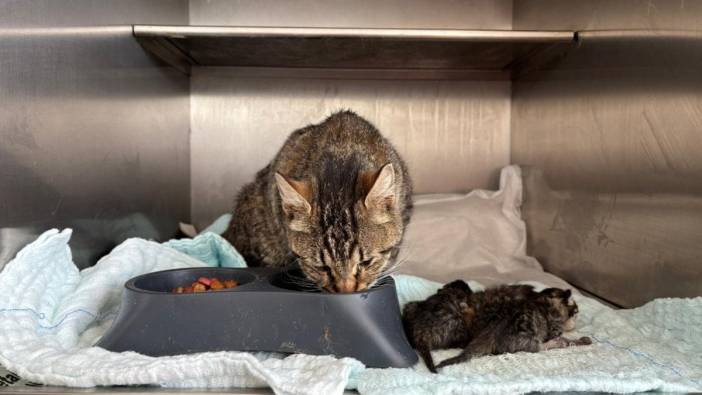 Bandırma'da hamile sokak kedisi kurtarıldı