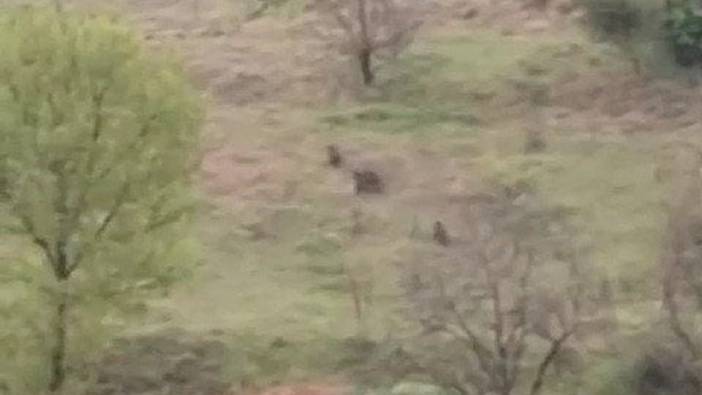 Karabük ve Safranbolu'da ayı ve domuzlar cep telefonu kamerasına yakalandı
