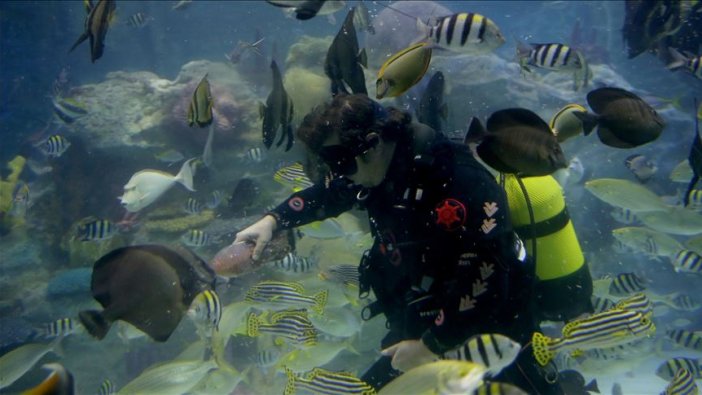 Akvaryum canlılarına bebek gibi bakıyorlar