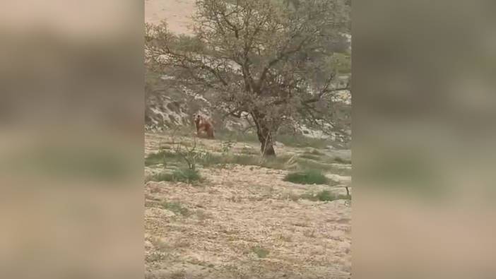 Ağın'da ayı üzüm bağlarına zarar verdi