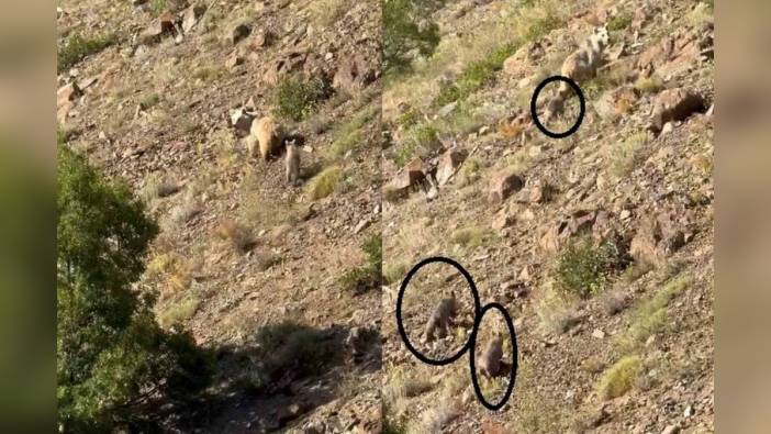 Kış Uykusundan Uyanan Anne Ayı ve Yavruları Kemaliye'de Görüntülendi