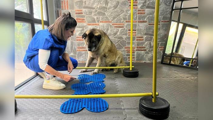 Sokak köpeği Duman, 3 ayda 10 kilo verdi
