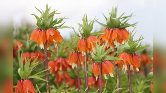 Koruma altındaki ters laleler Bingöl'de çiçek açtı