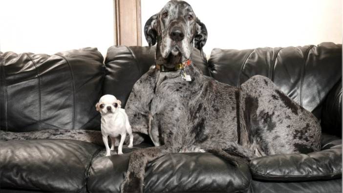Dünyanın en büyük ve en küçük köpekleri ABD'de buluştu