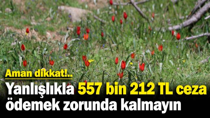 Aman dikkat!.. Yanlışlıkla 557 bin 212 TL ceza ödemek zorunda kalmayın