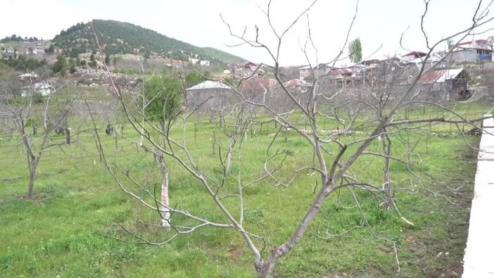 Zirai Don Afetinin Etkileri ve Üreticilerin Talepleri