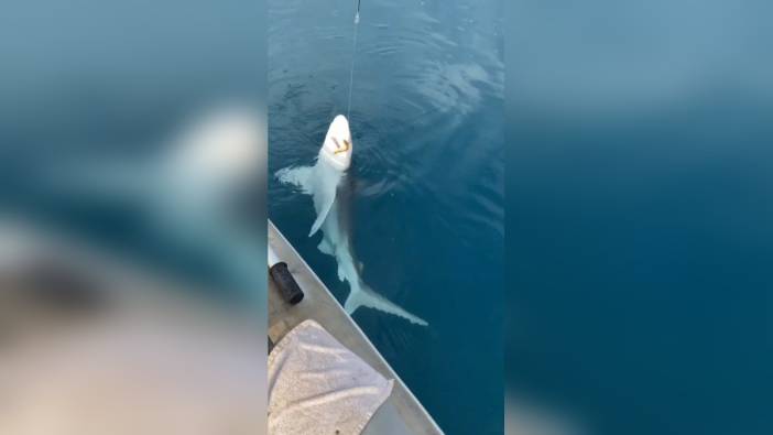 30 kiloluk kum köpek balığı Hatay'da yakalandı