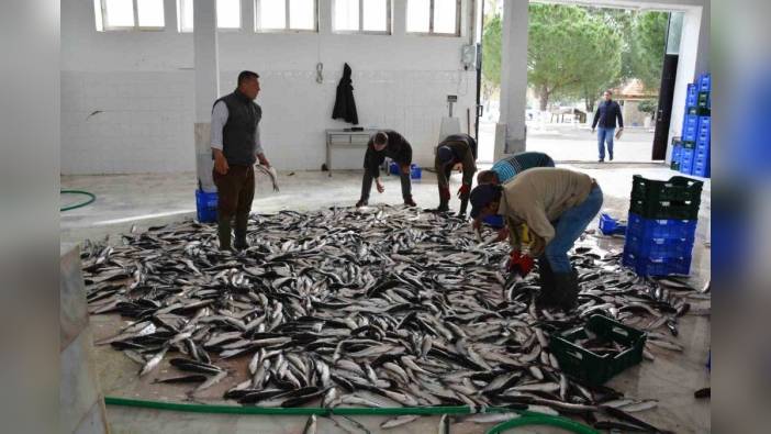 Muğla, Nisan Ayında 95,2 Milyon Dolarlık İhracatla Ege Bölgesi'nde Dördüncü Sırada