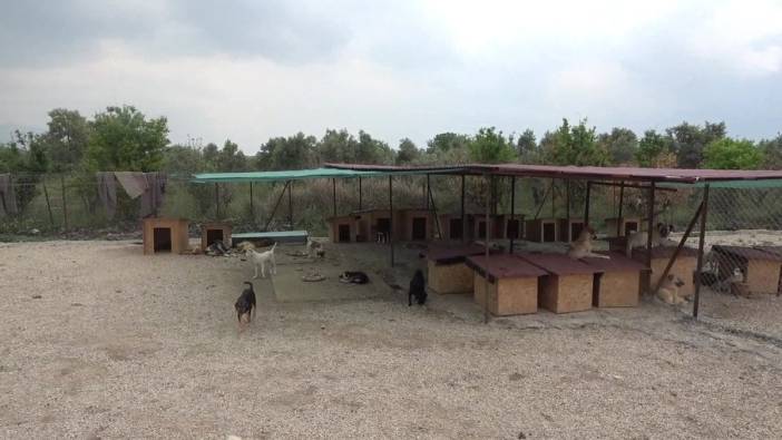 Osmaniye'deki Sokak Hayvanları Barınağı 129 Hayvana Bakım Sağlıyor