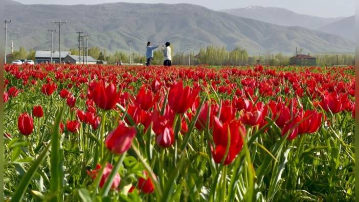 Muş Ovası lalelerle kırmızıya büründü