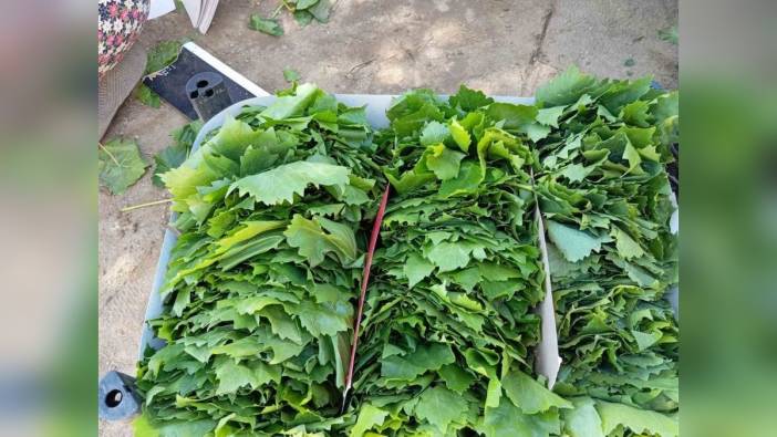 Manisa Sarıgöl'de taze bağ yaprağı sezonu başladı