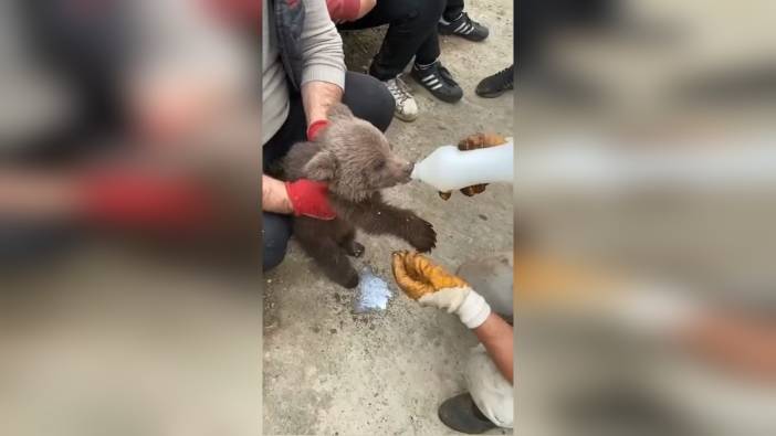 Kemalpaşa'da annesiz yavru ayı koruma altına alındı