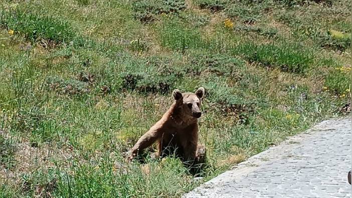 Nemrut Krater Gölü'ne gidenlere ayı uyarısı