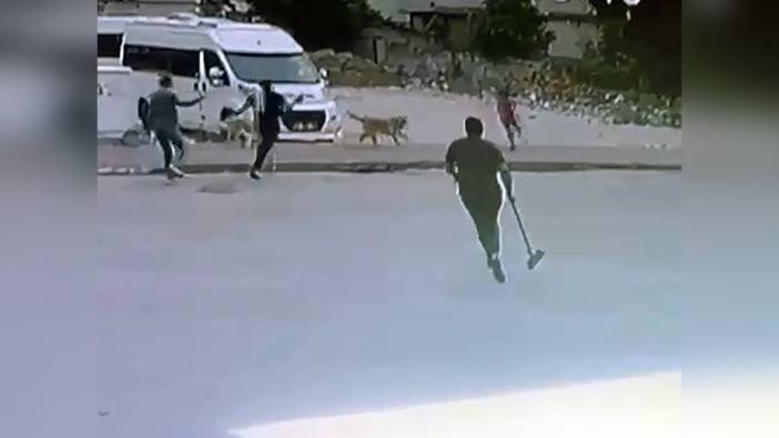 Adana'da çocuk, sokak köpeklerinden esnaf sayesinde kurtuldu