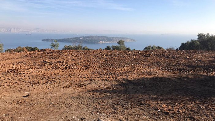 Büyükada'da Ruam'lı 81 at gömüldü