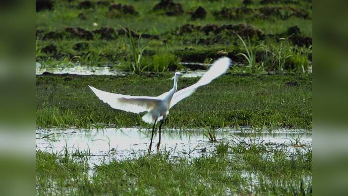 Bitlis'in Doğasında Baharın Canlanması: Kuş Sürülerinin Dönüşü