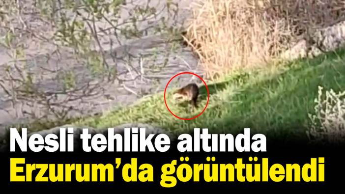 Nesli tehlike altında, Erzurum'da görüntülendi!
