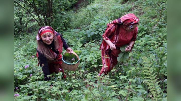 Giresun'da Şifa Kaynağı Kaldirik Otu Toplanıyor