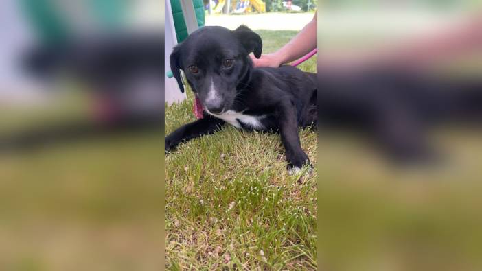 Foça'da Sokak Hayvanları İçin Sahiplendirme Şenliği