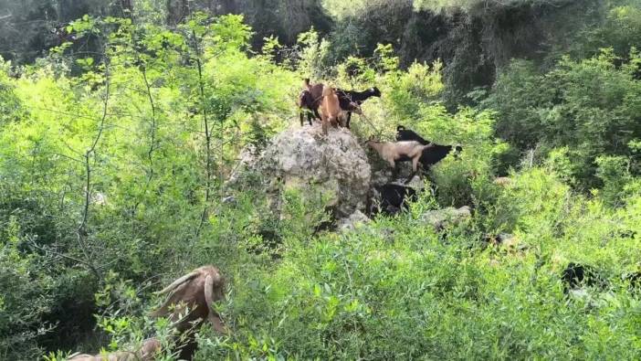 Osmaniye'de Kurbanlık Fiyatları Yükseliyor, Besiciler Dert Yanıyor