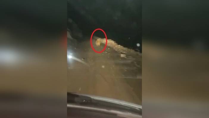 Develi'de Ayı, 20 Arı Kovanını Parçaladı