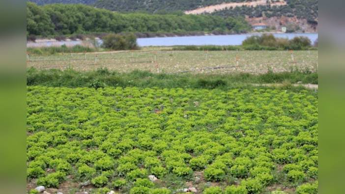 DSİ, Gölbaşı Baraj Gölü Havzasındaki Yasa Dışı Ekimi Önlemek İçin Adım Attı