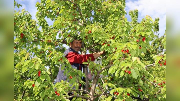 Oltu'da 'Misafir Kirazı' Hasadı Başladı
