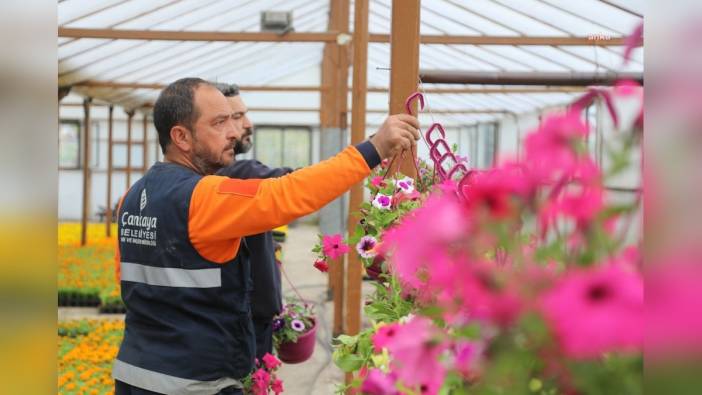 Çankaya Belediyesi 200 Bin Yazlık Çiçek Üretimi Tamamladı