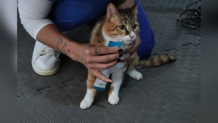 Depremden Kurtulan 'Defne', Ankara'da Yeni Bir Yuva Bekliyor