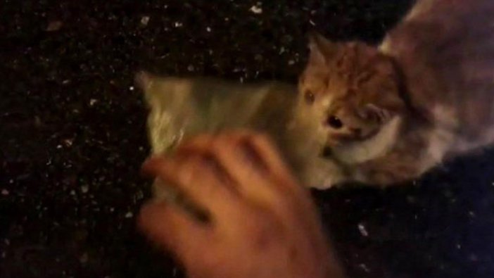 Kediyi kafasındaki poşetten kurtardı