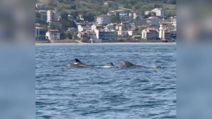Tekirdağ'da Yunuslar Görüntülendi