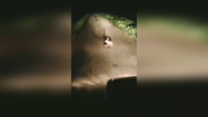 Süleymanpaşa'da Yol Ortasında Yavrularını Emziren Tavşan