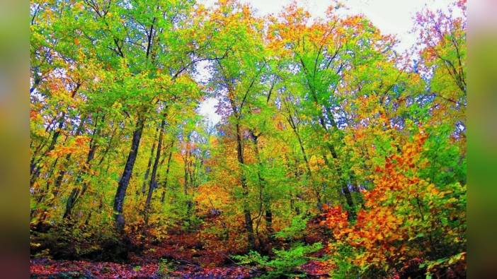 Çanakkale Ormanlarına Giriş Yasağı