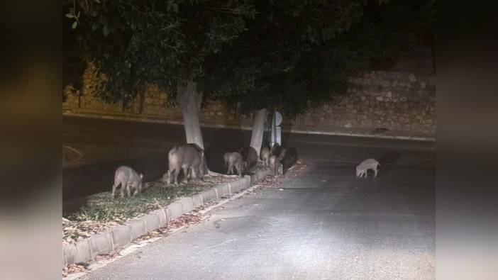 Muğla'da Yaban Domuzu Sorununa Karşı Tedbirler Alındı