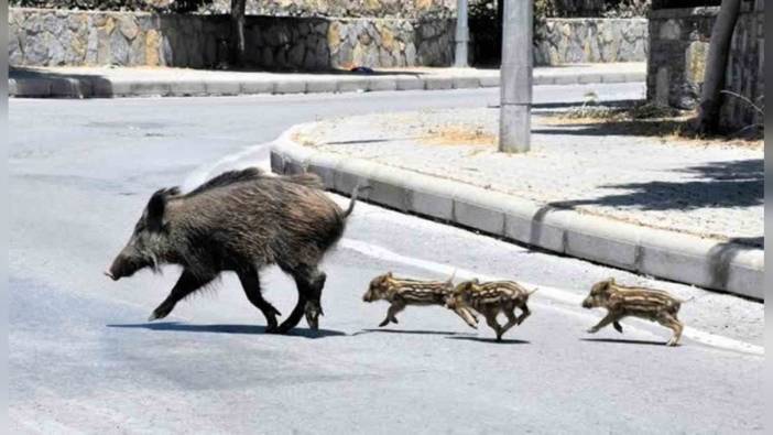 Muğla'da Yaban Domuzları İçin Hıfzıssıhha Meclisi Tedbir Aldı