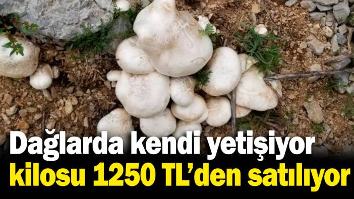 Dağlarda kendiliğinden yetişiyor, kilosu bin 250 TL'den satılıyor