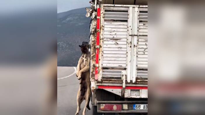 Yozgat'ta Kasasında Köpek Olan Kamyonet Sürücüsüne Adli İşlem