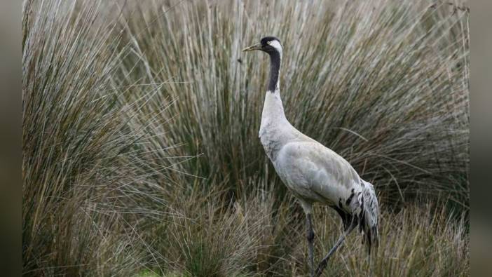 Tarım ve Orman Bakanlığı, Kuş Göç Yollarını Koruma Projesi Başlattı