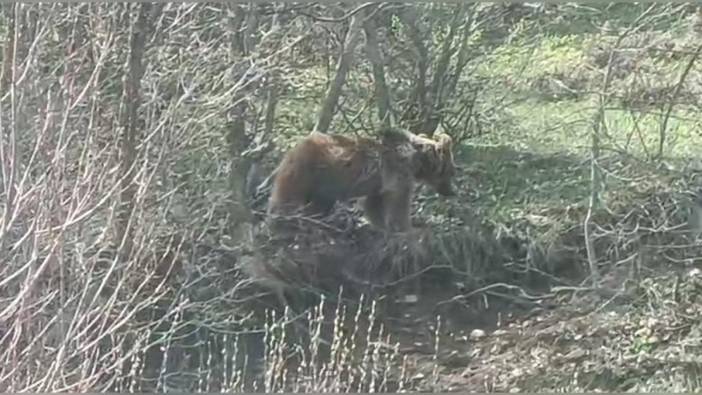 Tokat-Sivas yolunda ayı görüntülendi
