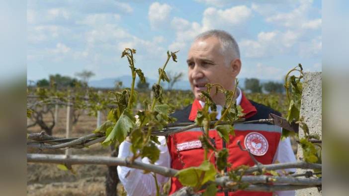 Manisa'da Zirai Don Zararına Karşı Bağlarda Yapılması Gerekenler Açıklandı