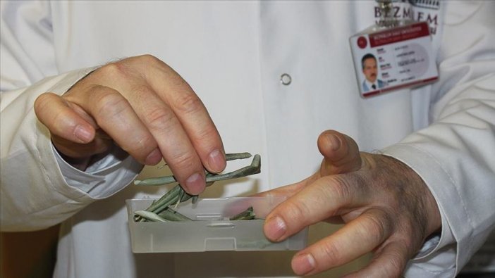 Zeytin yaprağı özütünün tip 2 diyabete etkisi kanıtlandı