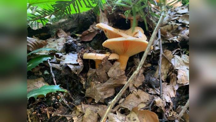 Düzce'de mantar zehirlenmelerine karşı uyarı