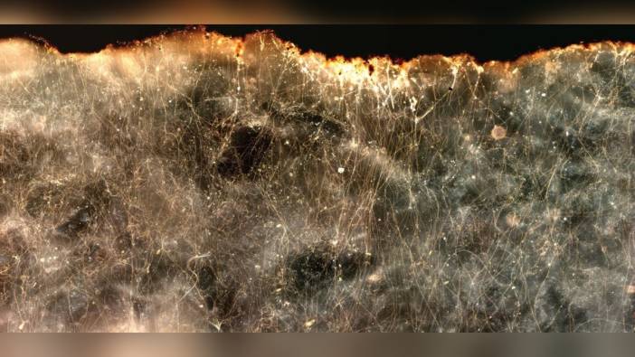 Oregon sahillerinde elektrik ileten yeni bakteri türü keşfedildi