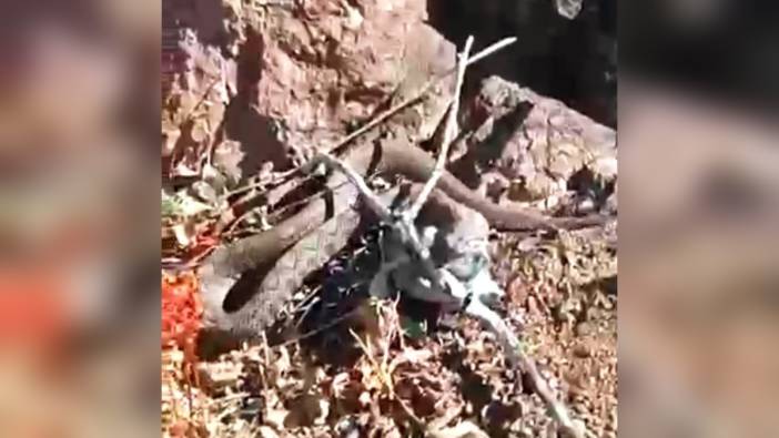 Erek Dağı'nda radde engerek yılanı görüntülendi