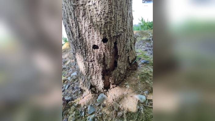 İBB, Kavacık Köprülü Kavşağı'ndaki zararlı böcek istilasıyla mücadele ediyor