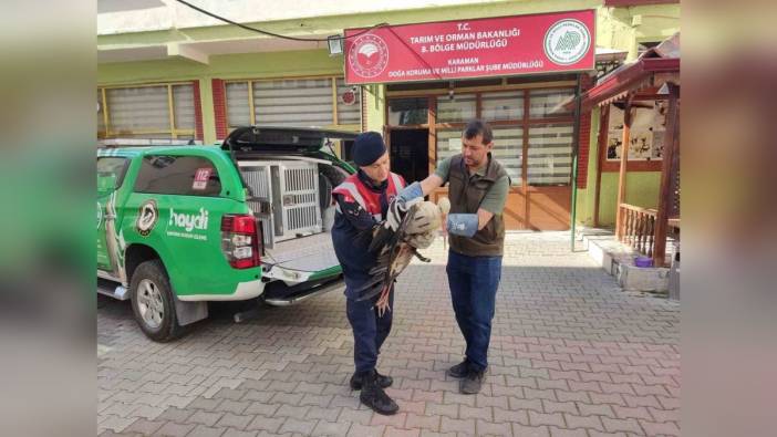 Karaman'da yaralı leylek koruma altına alındı
