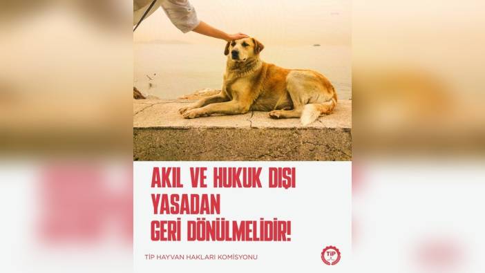 TİP: Sokak hayvanları yasası katliamdır, Anayasa'ya aykırıdır