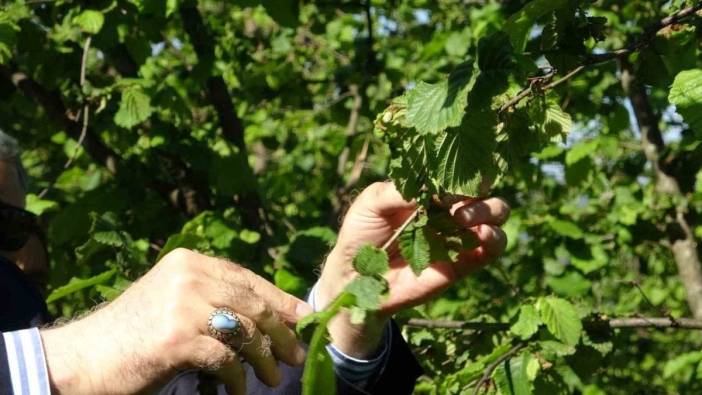 Şemsi Bayraktar: Fındıkta don hasarı büyük, rekolte düşük olacak
